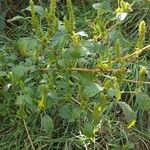 Amaranthus retroflexusBlüte