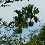 Areca catechu Fruit