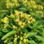 Senecio cacaliaster Flor