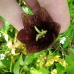 Fritillaria camschatcensis Flower