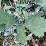 Brassica fruticulosa Leaf