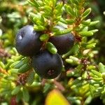 Empetrum nigrum Fruto