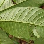 Rauvolfia vomitoria Leaf