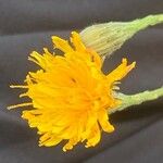 Hieracium tomentosum 花