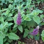 Teucrium hircanicum Flower