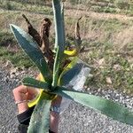 Agave americanaFolha