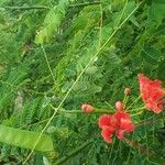 Caesalpinia pulcherrimaപുഷ്പം