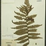 Cyathea surinamensis Лист