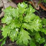 Mauranthemum paludosum Fuelha