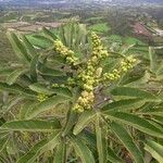 Oreopanax ecuadoriensis Frucht
