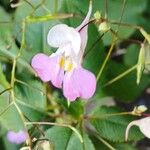 Impatiens balfourii Цвят