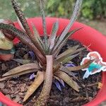 Gasteria carinata花