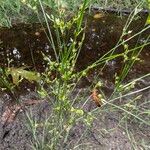 Juncus tenuis Frucht