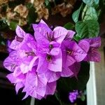 Bougainvillea spectabilis Flor