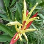 Heliconia psittacorum Flower