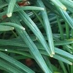 Sciadopitys verticillata Likasa