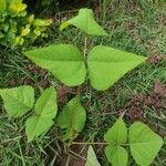 Erythrina amazonica 叶