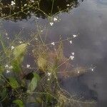 Alisma plantago-aquatica Virág