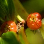 Ernodea littoralis Fruto
