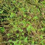 Indigofera brevicalyx Leaf