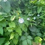 Calystegia silvatica Květ
