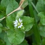 Stellaria neglecta Květ