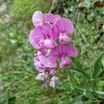 Lathyrus heterophyllus Flower