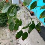 Handroanthus heptaphyllus পাতা