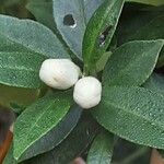 Citrus × aurantiifolia Flower