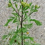 Tanacetum cinerariifolium