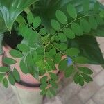 Phyllanthus tenellus পাতা