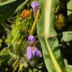 Hygrophila auriculata Květ