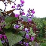 Lablab purpureus फूल
