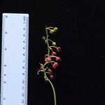 Theropogon pallidus Otro