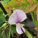 Pueraria phaseoloides Blomma