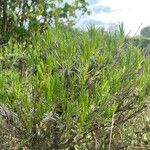 Lavandula angustifoliaLeaf