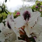 Rhododendron maximumFlower