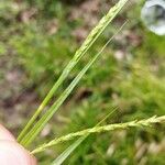 Carex strigosa Blodyn