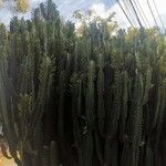 Euphorbia trigona Hábito