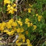 Cytisus ardoinoi Habit