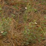 Scutellaria racemosa عادت داشتن