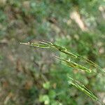 Bromus ramosus Кветка