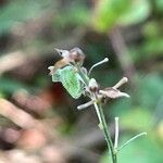 Desmodium paniculatum Květ