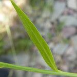 Campanula scheuchzeri Leaf