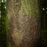 Couepia obovata Rusca