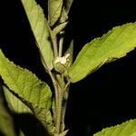 Sida cuspidata Fruto