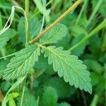 Agrimonia eupatoria Blad