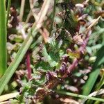 Pedicularis pyrenaica Leaf
