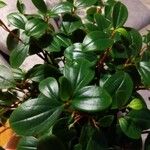 Peperomia glabella List