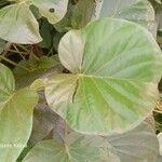 Ipomoea spathulata Leaf